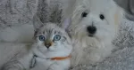 Imagem da notícia Brasileiros criam técnica com pele de tilápia que trata lesões graves de córnea em cães e gatos